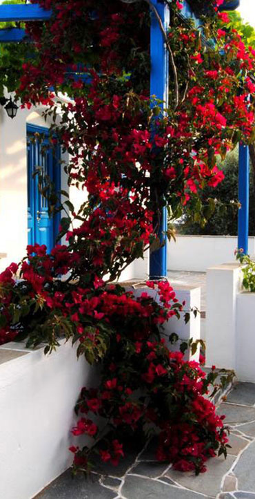 Flowering plants in the garden